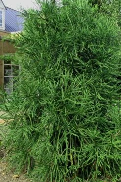 Snake Branch Japanese Cedar - Cryptomeria Japonica 'Araucarioides' - 1 Gallon Pot -Wilson Bros Gardens Shop Cryptomeria Snake Branch 2