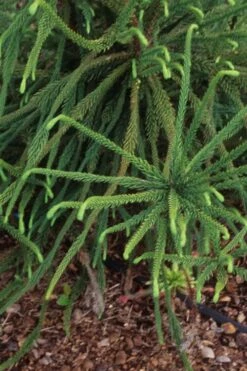 Snake Branch Japanese Cedar - Cryptomeria Japonica 'Araucarioides' - 1 Gallon Pot -Wilson Bros Gardens Shop Cryptomeria Snake Branch 3