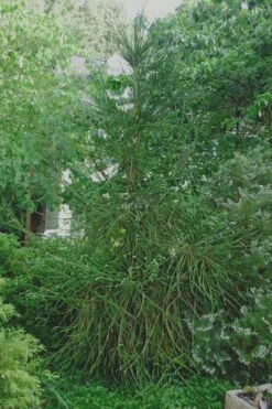 Snake Branch Japanese Cedar - Cryptomeria Japonica 'Araucarioides' - 1 Gallon Pot -Wilson Bros Gardens Shop Cryptomeria Snake Branch 7