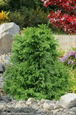 Tansu Dwarf Cryptomeria - Japanese Cedar - 3 Gallon -Wilson Bros Gardens Shop Cryptomeria Tansu 1