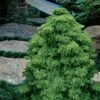 Tansu Dwarf Cryptomeria - Japanese Cedar - 3 Gallon