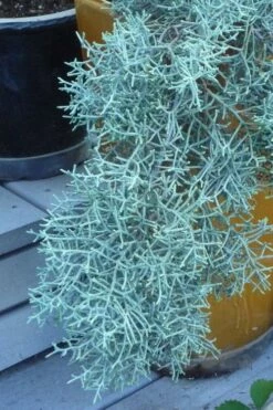 Blue Ice Arizona Cypress - 1 Gallon Pot -Wilson Bros Gardens Shop Cypress Blue Ice 10