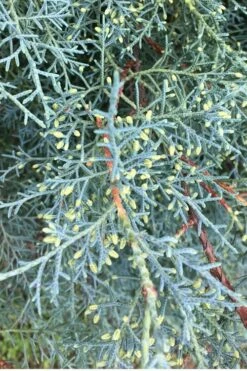 Carolina Sapphire Arizona Cypress - 3 Gallon Pot -Wilson Bros Gardens Shop Cypress Carolina Sapphire 23 1
