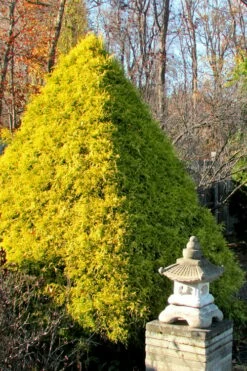 Gold Mop Threadleaf Cypress - 1 Gallon Pot -Wilson Bros Gardens Shop Cypress Gold Mop 20 1