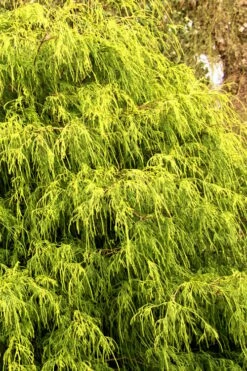 Gold Mop Threadleaf Cypress - 1 Gallon Pot -Wilson Bros Gardens Shop Cypress Gold Mop 21 1
