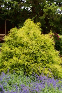 Gold Mop Threadleaf Cypress - 1 Gallon Pot -Wilson Bros Gardens Shop Cypress Gold Mop 25 1