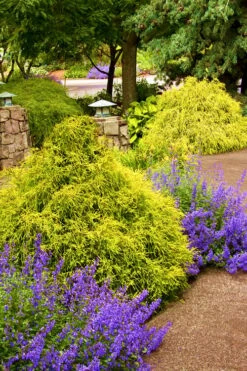 Gold Mop Threadleaf Cypress - 6 Pack Of 1 Gallon Pots -Wilson Bros Gardens Shop Cypress Gold Mop 26