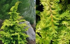 Gold Tip Fernspray Hinoki Cypress - 2 Gallon Pot -Wilson Bros Gardens Shop Cypress Gold Tip Fernspray