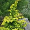 Gold Tip Fernspray Hinoki Cypress - 2 Gallon Pot