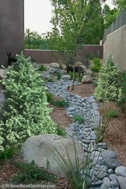 Marie's White Dwarf Hinoki Cypress - Chamaecyparis Obtusa 'Mariesii - 5 Gallon Pot 13 Marie's White Dwarf Hinoki Cypress - Chamaecyparis Obtusa 'Mariesii - 5 Gallon Pot -Wilson Bros Gardens Shop Cypress Hinoki Mariessii 12 1