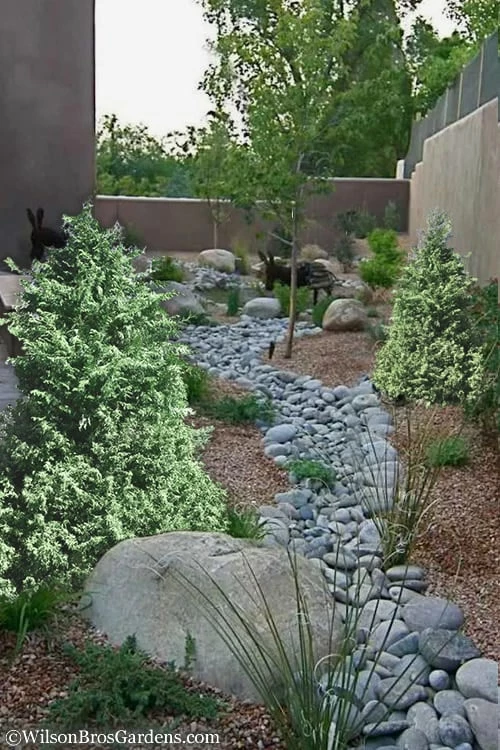 Marie's White Dwarf Hinoki Cypress - Chamaecyparis Obtusa 'Mariesii - 5 Gallon Pot 5 Marie's White Dwarf Hinoki Cypress - Chamaecyparis Obtusa 'Mariesii - 5 Gallon Pot - Image 5