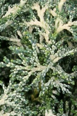 Marie's White Dwarf Hinoki Cypress - Chamaecyparis Obtusa 'Mariesii - 1 Gallon Pot -Wilson Bros Gardens Shop Cypress Hinoki Mariessii 5