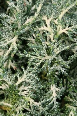 Marie's White Dwarf Hinoki Cypress - Chamaecyparis Obtusa 'Mariesii - 1 Gallon Pot -Wilson Bros Gardens Shop Cypress Hinoki Mariessii 6