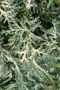 Marie's White Dwarf Hinoki Cypress - Chamaecyparis Obtusa 'Mariesii - 5 Gallon Pot 16 Marie's White Dwarf Hinoki Cypress - Chamaecyparis Obtusa 'Mariesii - 5 Gallon Pot -Wilson Bros Gardens Shop Cypress Hinoki Mariessii 7 1