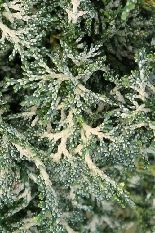 Marie's White Dwarf Hinoki Cypress - Chamaecyparis Obtusa 'Mariesii - 5 Gallon Pot 8 Marie's White Dwarf Hinoki Cypress - Chamaecyparis Obtusa 'Mariesii - 5 Gallon Pot - Image 8