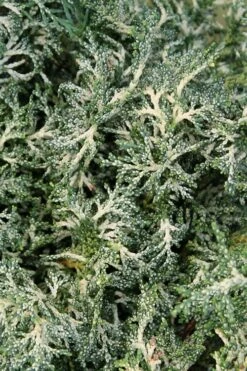 Marie's White Dwarf Hinoki Cypress - Chamaecyparis Obtusa 'Mariesii - 5 Gallon Pot 17 Marie's White Dwarf Hinoki Cypress - Chamaecyparis Obtusa 'Mariesii - 5 Gallon Pot -Wilson Bros Gardens Shop Cypress Hinoki Mariessii 8 1