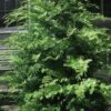 Southern Lace Hinoki Cypress - 6 Pack Of 1 Gallon Pots