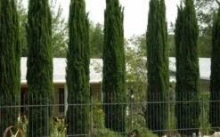 Italian Cypress - 7 Gallon Pot (4-5') -Wilson Bros Gardens Shop Cypress Italian 3 3