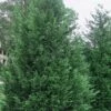 Leyland Cypress - 1 Gallon Pot