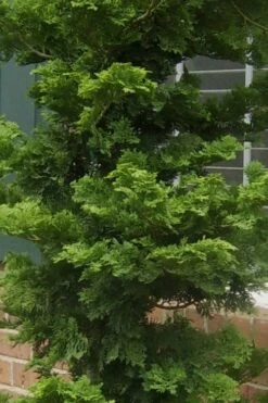 Slender Hinoki Cypress - 6 Pack Of 1 Gallon Pots -Wilson Bros Gardens Shop Cypress Slender Hinoki 19 1