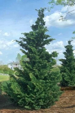 Slender Hinoki Cypress - 3 Gallon Pot (1.5-2') -Wilson Bros Gardens Shop Cypress Slender Hinoki Rev 500x750 1