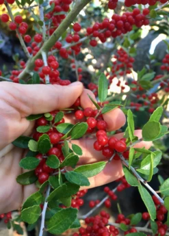 Yaupon Holly (Ilex Vomitoria)
