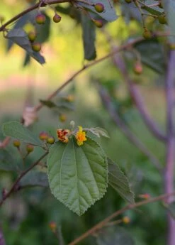 Sherbert Berry (Grewia Asiatica) -Wilson Bros Gardens Shop DSC 3219