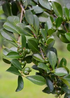 Guava, Strawberry (Psidium Cattleianum) -Wilson Bros Gardens Shop DSC 3247