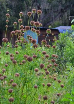 Klip Dagga (Leonotis Nepetifolia) -Wilson Bros Gardens Shop DSC 3256