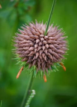 Klip Dagga (Leonotis Nepetifolia) -Wilson Bros Gardens Shop DSC 3258