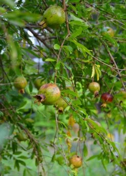 Pomegranate 'Vietnamese Pink' (Punica Granatum) -Wilson Bros Gardens Shop DSC 3269