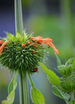 Klip Dagga (Leonotis Nepetifolia) -Wilson Bros Gardens Shop DSC 3350