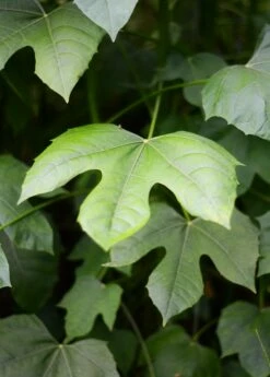 Chaya, Mexican Tree Spinach (Cnidoscolus Aconitifolius) -Wilson Bros Gardens Shop DSC 3691