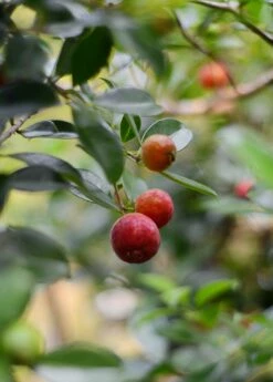 Guava, Strawberry (Psidium Cattleianum) -Wilson Bros Gardens Shop DSC 3696