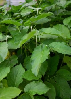 Hoja Santa (Piper Auritum) -Wilson Bros Gardens Shop DSC 3834