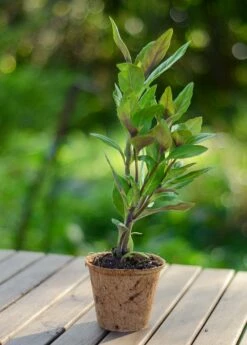 Longevity Spinach (Gynura Procumbens) -Wilson Bros Gardens Shop DSC 4493