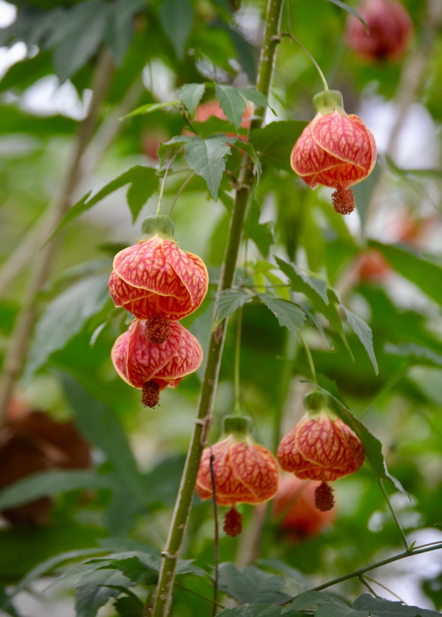 Flowering Maple (Abutilon Pictum) 1 Flowering Maple (Abutilon Pictum)