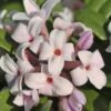 Eternal Fragrance Pink Summer Daphne - Daphne X Transatlantica 'BLAFRA' - 1 Gallon Pot