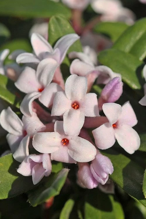 Eternal Fragrance Pink Summer Daphne - Daphne X Transatlantica 'BLAFRA' - 2 Gallon Pot 1 Eternal Fragrance Pink Summer Daphne - Daphne X Transatlantica 'BLAFRA' - 2 Gallon Pot