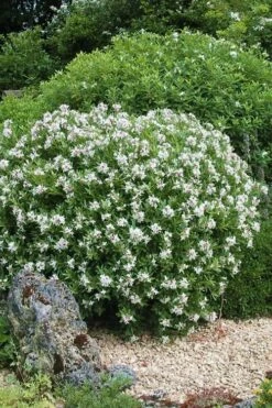 Eternal Fragrance Pink Summer Daphne - Daphne X Transatlantica 'BLAFRA' - 2 Gallon Pot 9 Eternal Fragrance Pink Summer Daphne - Daphne X Transatlantica 'BLAFRA' - 2 Gallon Pot -Wilson Bros Gardens Shop Daphne Eternal Fragrance 5