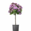 Lawrence Crocker Dwarf Daphne Tree (Standard Topiary) - 1 Gallon Pot