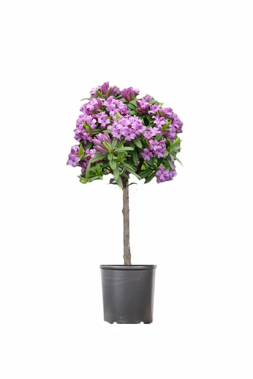 Lawrence Crocker Dwarf Daphne Tree (Standard Topiary) - 1 Gallon Pot 1 Lawrence Crocker Dwarf Daphne Tree (Standard Topiary) - 1 Gallon Pot