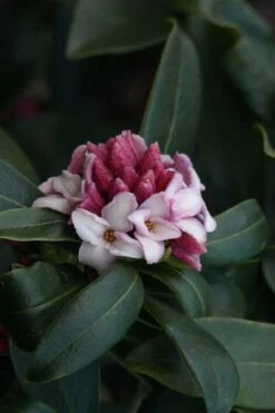 Zuiko Nishiki Winter Daphne Odora - 1 Gallon Pot -Wilson Bros Gardens Shop Daphne Odora Zuiko Nishiki 6