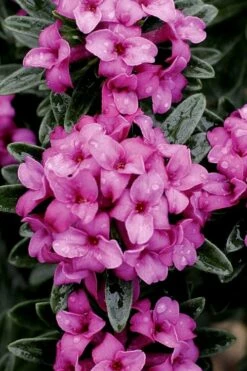 Wilhelm Schacht Daphne - 1 Gallon Pot -Wilson Bros Gardens Shop Daphne Wilhelm Schacht 1