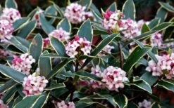 Variegated Pink Winter Daphne - 3 Gallon Pot -Wilson Bros Gardens Shop Daphne odora Aureo Marginata