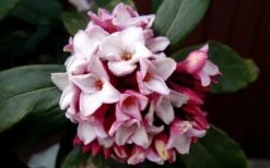Greenleaf Pink Winter Daphne - 3 Gallon Pot -Wilson Bros Gardens Shop DaphneGreenleafPink