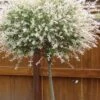 Variegated Dappled Willow Tree - Salix Integra 'Hakuro Nishiki' - 1 Gallon Pot - Tree Form