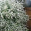 Variegated Dappled Willow Bush - Salix Integra 'Hakuro Nishiki' - 1 Gallon Pot