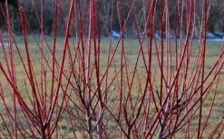 Variegated Dappled Willow Bush - Salix Integra 'Hakuro Nishiki' - 1 Gallon Pot -Wilson Bros Gardens Shop Dappled Willow Tree Stems 6