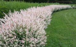 Variegated Dappled Willow Bush - Salix Integra 'Hakuro Nishiki' - 2 Gallon Pot -Wilson Bros Gardens Shop Dappled Willow Variegated Shrub 5 1